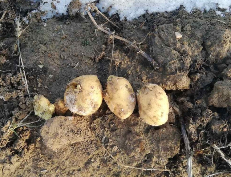 В Смолевичском районе выявлено около 5 га неубранного частным предприятием картофеля