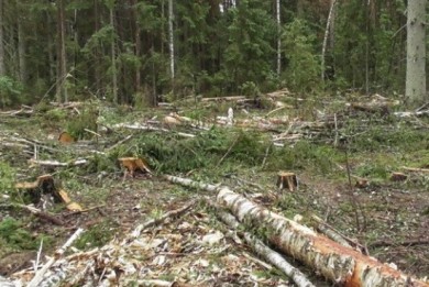 В Ивьевском лесхозе проводили незаконные рубки леса