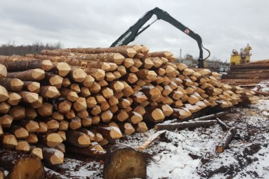 Общество с ограниченной ответственностью в Полоцком районе незаконно поставило на экспорт необработанную древесину на 1,5 млн евро
