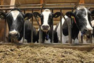 Бывший первый зампред Ушачского райисполкома похитил бычка с фермы при содействии работников сельхозпредприятия