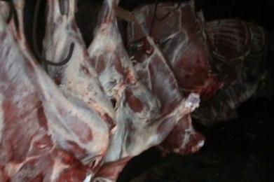 В Витебске пресечена деятельность организованной преступной группы, занимавшейся вывозом за пределы страны мяса крупнорогатого скота
