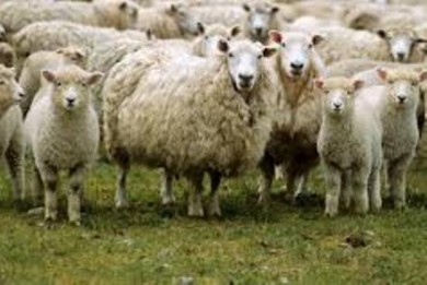 Коллегия Комитета госконтроля Минской области рассмотрела вопрос о реализации Комплекса мер по развитию овцеводства