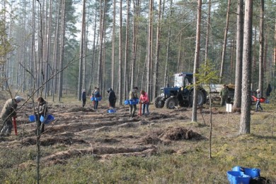 Работники Комитета госконтроля Витебской области приняли участие в акции «Неделя леса»