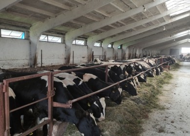 Вопросы содержания скота проверены в 120 животноводческих объектах