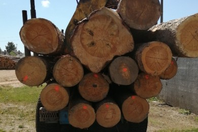 Возбуждены уголовные дела по фактам незаконного оборота древесины в Кличевском лесхозе
