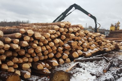 Директор частного предприятия поставил своей латвийской фирме древесину на 42 тыс. евро без возврата выручки в Беларусь