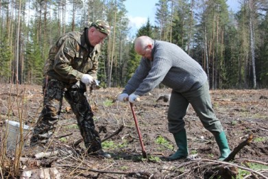 В рамках субботника работники Комитета госконтроля осуществили посадку деревьев в Логойском районе