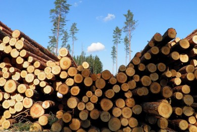 Комитетом госконтроля сокращены необоснованные расходы лесхозов Минской области