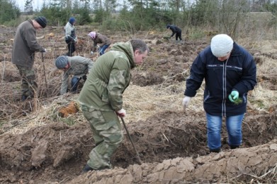 Государственные контролеры Витебской и Могилевской областей приняли участие в республиканской акции «Неделя леса»