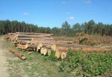 Комитетом государственного контроля Брестской области проведены контрольно-аналитические мероприятия по вопросам хода организации и проведения работ по уборке ветровально-буреломной древесины.