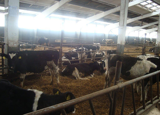 Комитетом госконтроля Гродненской области рассмотрена эффективность работы новых и реконструированных молочно-товарных ферм.
