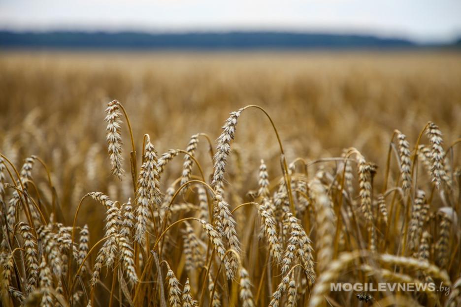 Комитетом госконтроля Могилевской области проводится мониторинг хода заготовки кормов и уборки урожая.