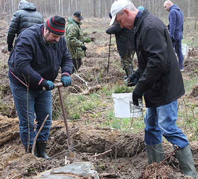 Сотрудники Комитета госконтроля Гомельской области приняли участие в республиканской акции «Неделя леса-2017»