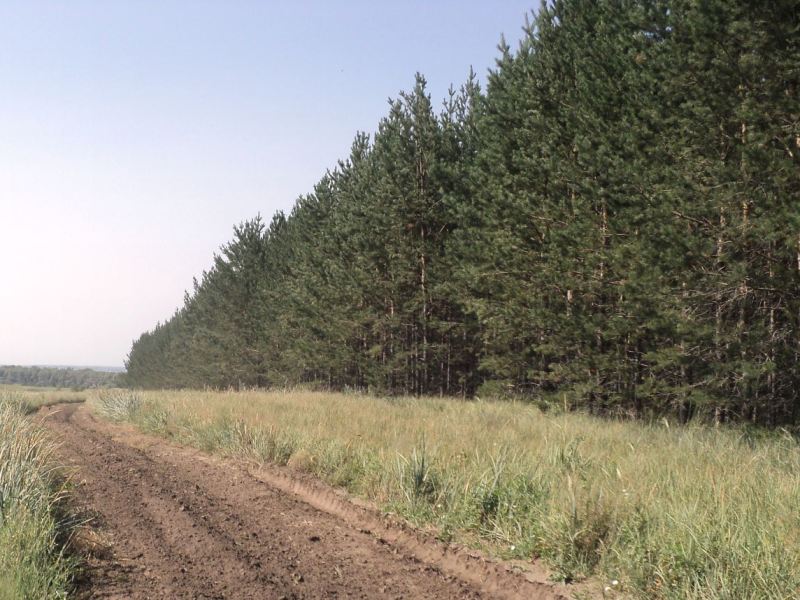 Более 100 должностных лиц лесхозов и Гомельского ГПЛХО привлечены к дисциплинарной ответственности за приписки в отчетах о лесовосстановлении