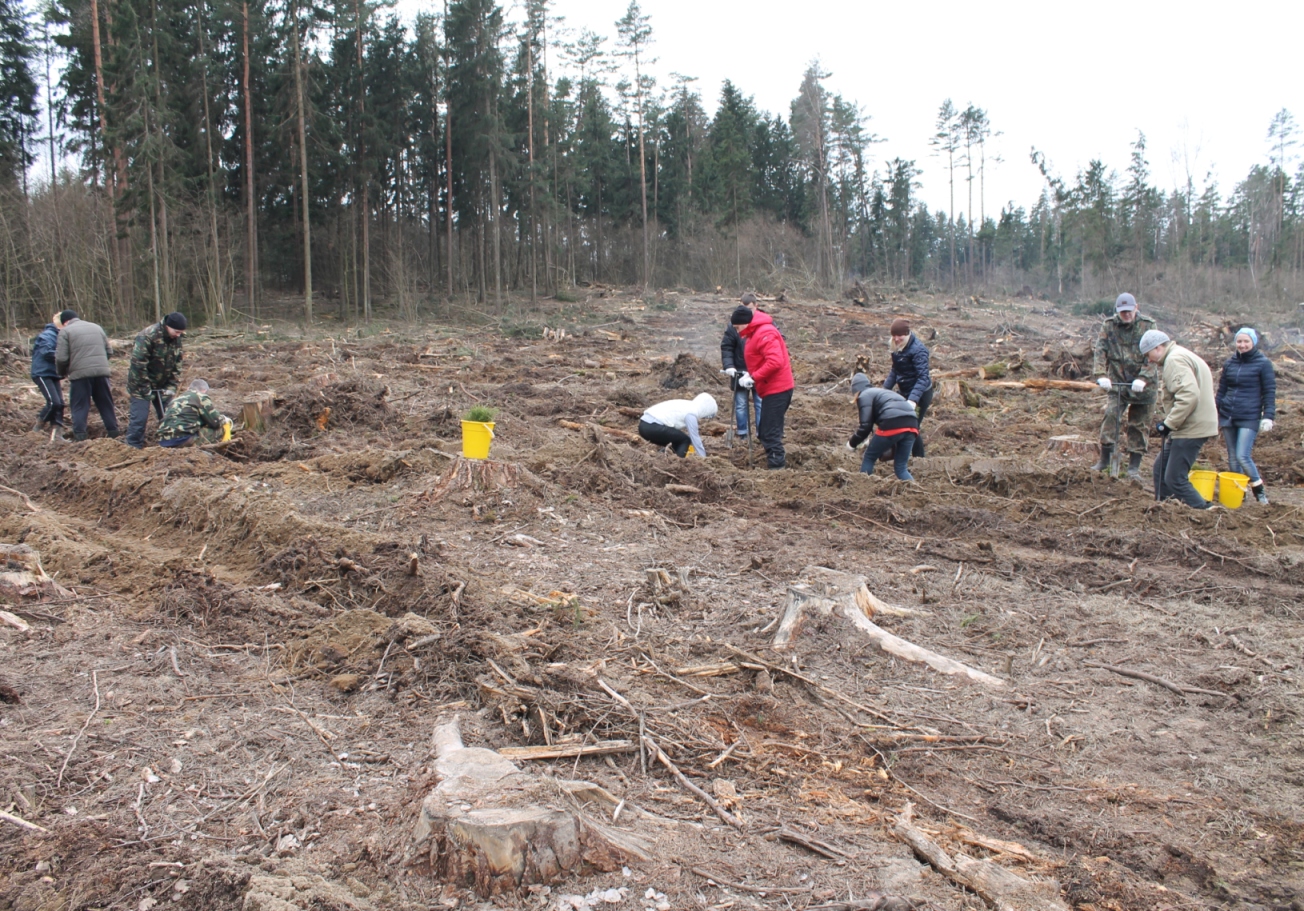 Сотрудники Комитета госконтроля Минской области активно влились в проведение общереспубликанской акции «Неделя леса».