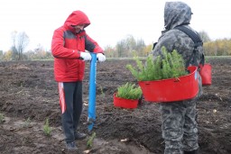 Работники Комитета госконтроля вместе с представителями минского городского и минского областного исполкомов посадили сегодня новый лес в районе Заславского водохранилища